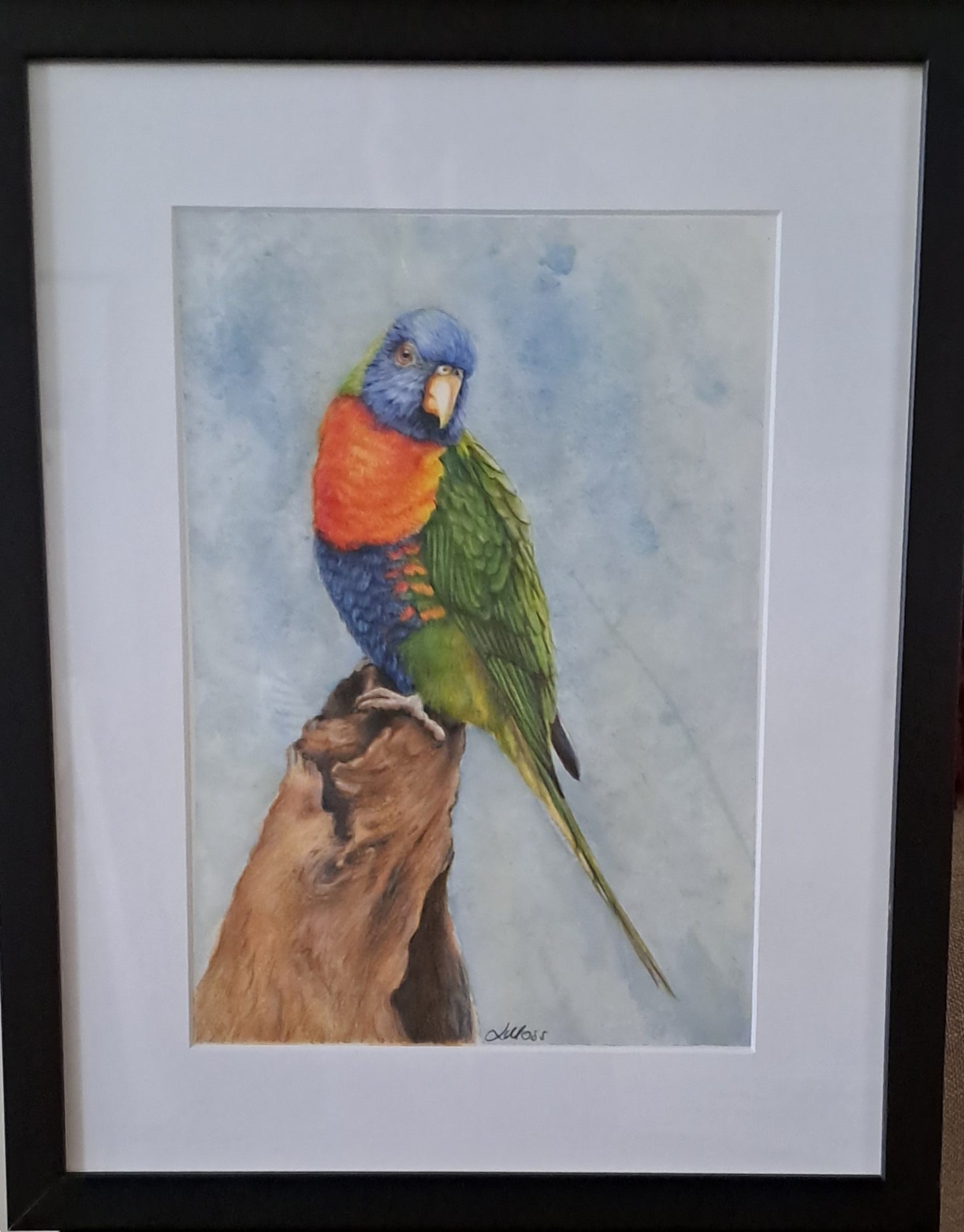 Rainbow Lorikeet