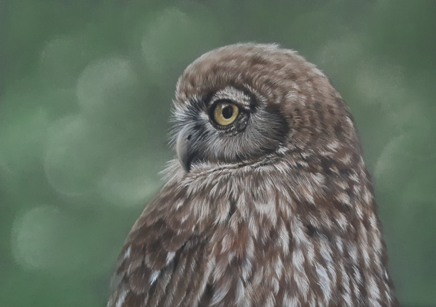 Barking Owl Study