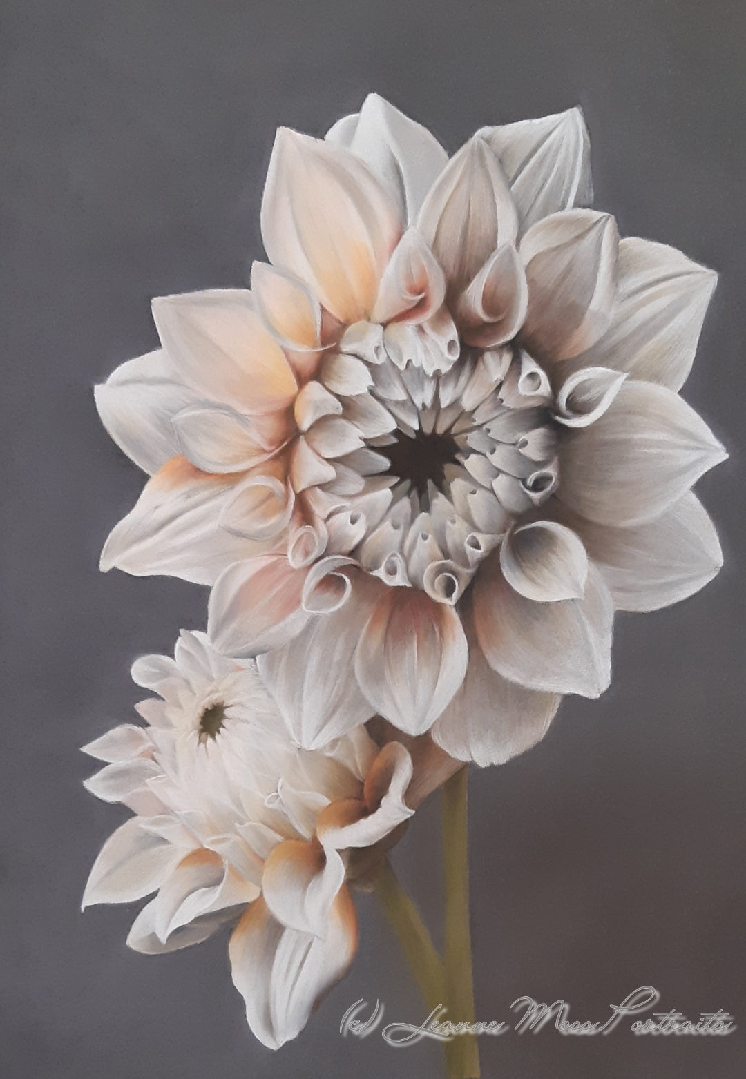 Dahlia flowers, pastel drawing of dahlia flowers, original artwork of dahlia flowers