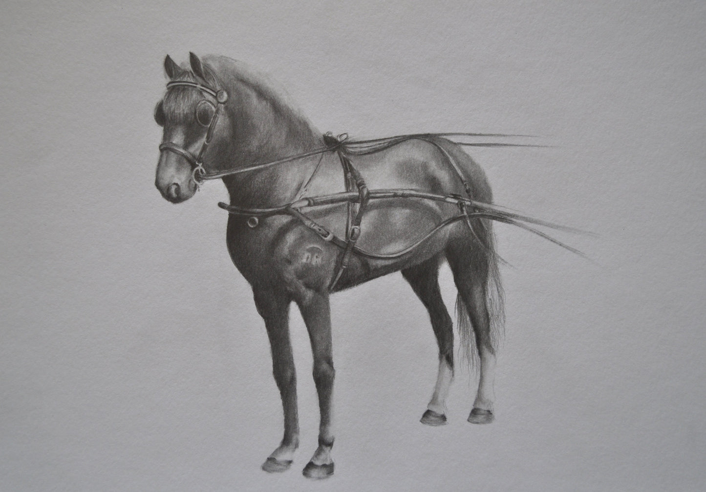 Graphite horse artwork, Horse drawing