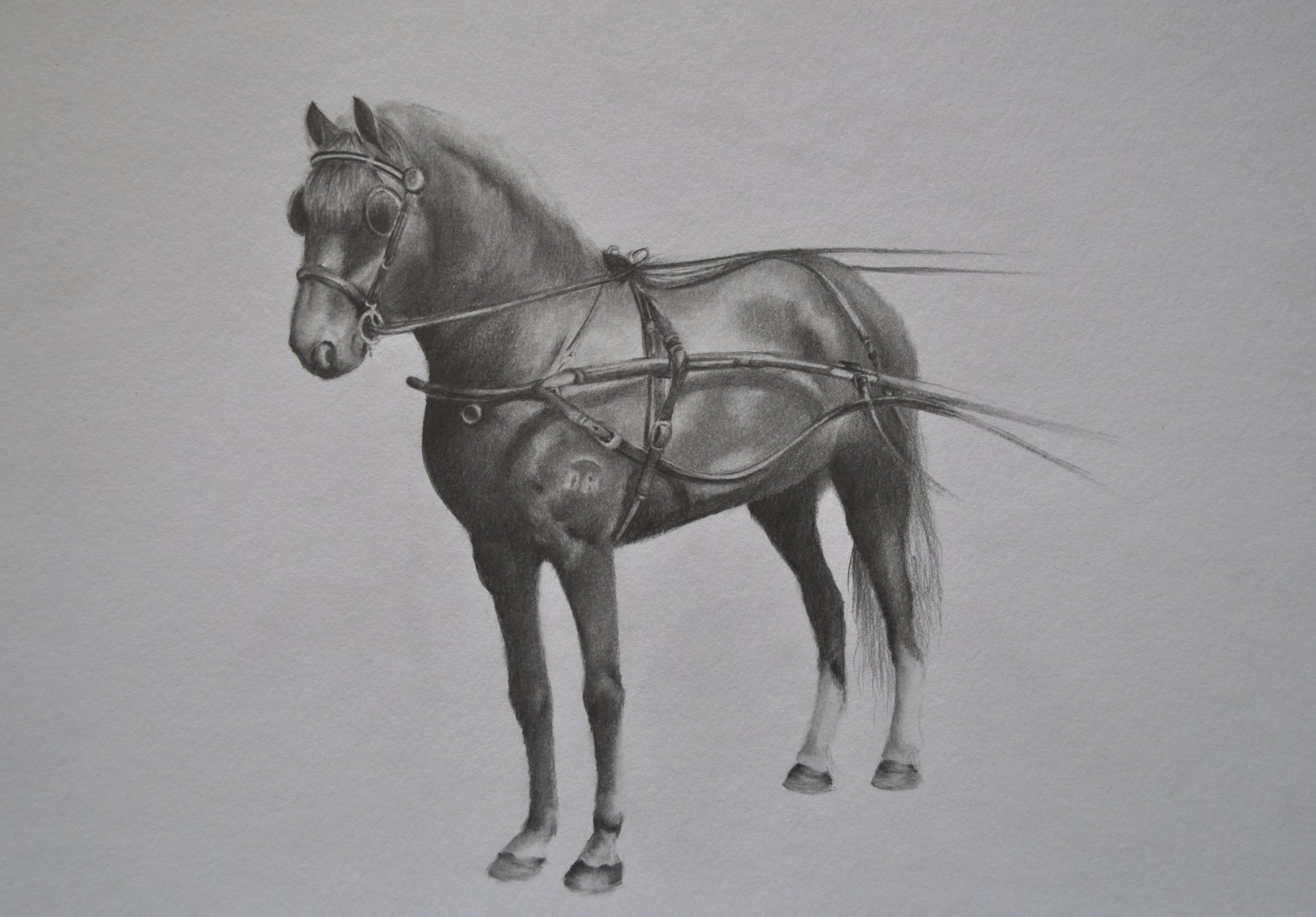 Graphite horse artwork, Horse drawing