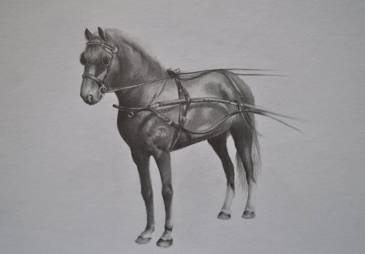 Graphite horse artwork, Horse drawing