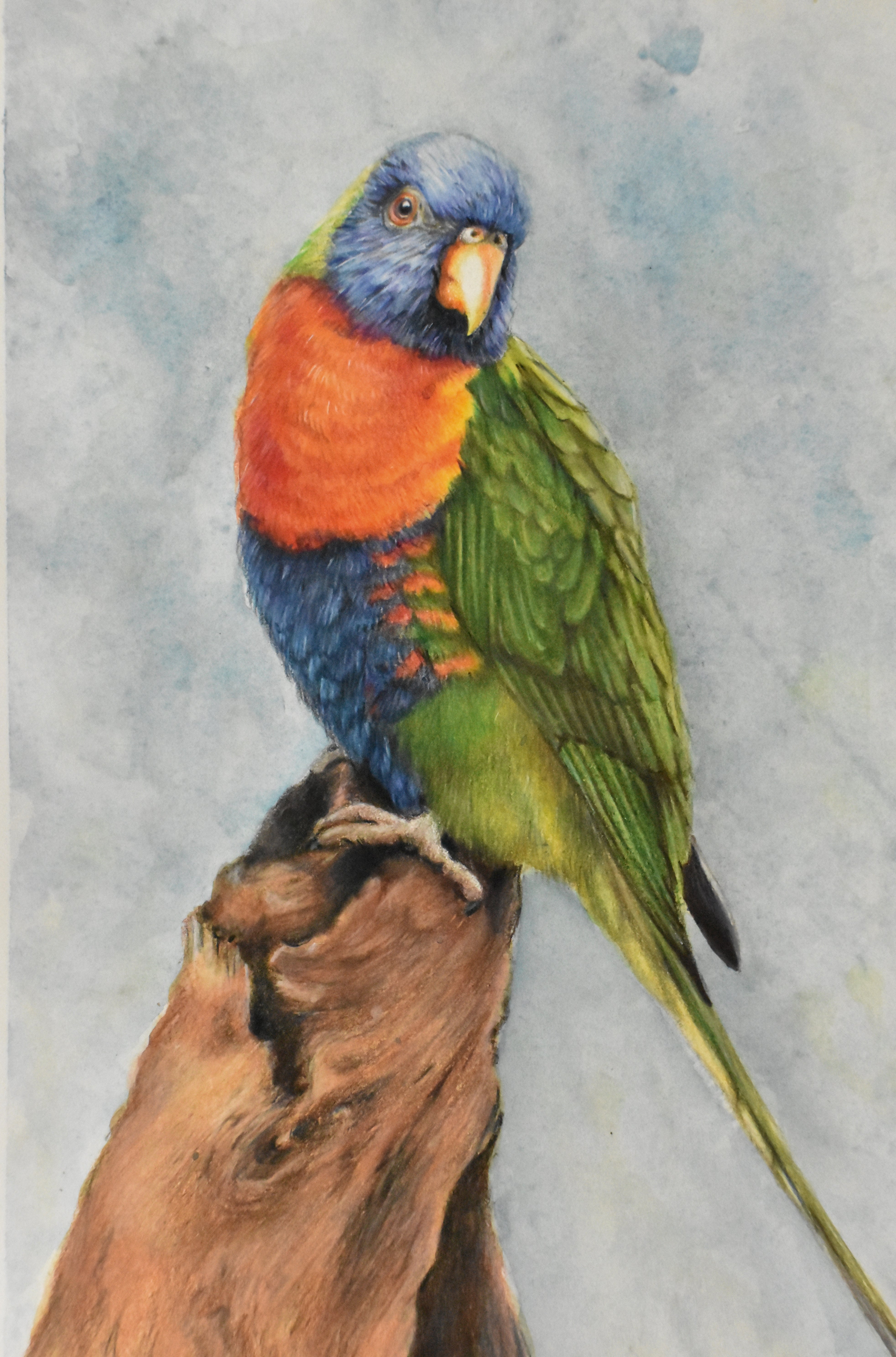 Rainbow Lorikeet – Leanne Moss Portraits & Fine Art