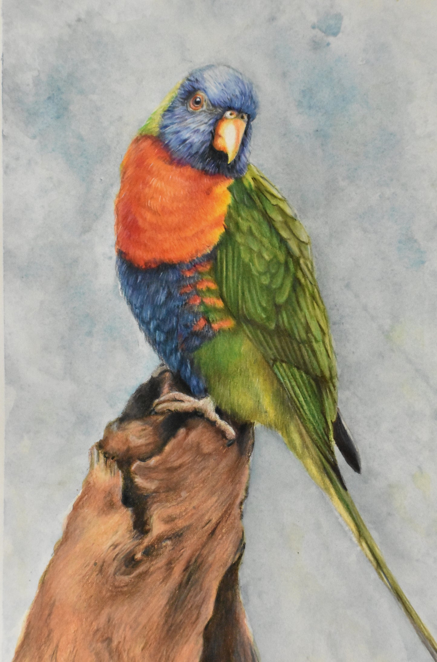 Rainbow Lorikeet