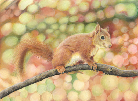 Squirrel print of drawing, colour pencil drawing, squirrel print